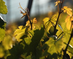 Sehen in Sonnenlicht